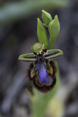Ophrys speculum / Spiegelorchis