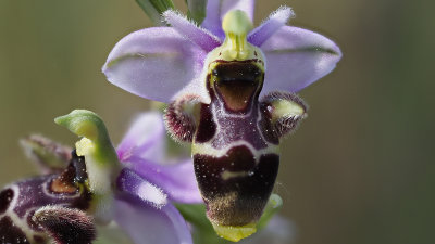Ophrys scolopax / Sniporchis / Kleine sniporchis