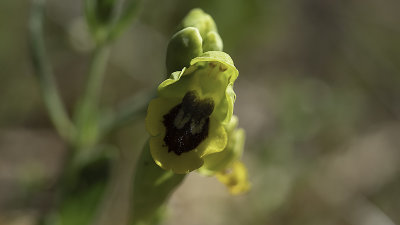 Yellow Bee-orchid / Gele Orchis