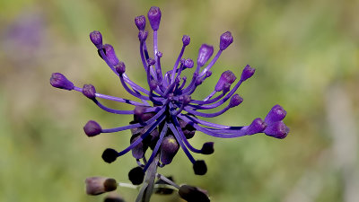 Tassel Hyacinth / Kuifhyacinth