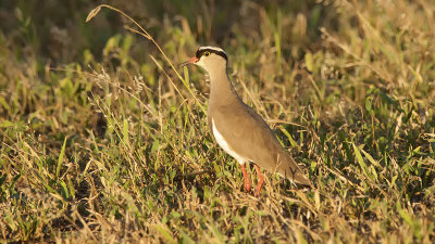 Crowned Lapwing / Diadeemkievit