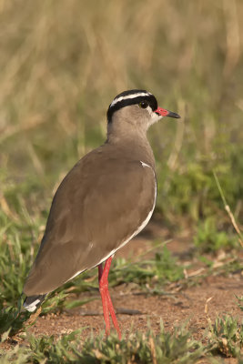 Crowned Lapwing / Diadeemkievit