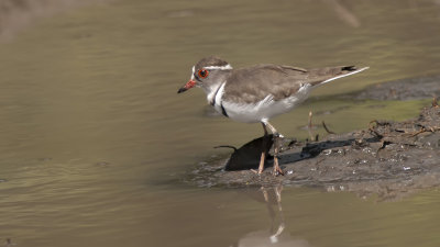 Three-banded Plover / Driebandplevier