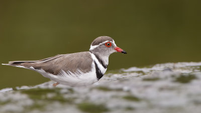 Three-banded Plover / Driebandplevier