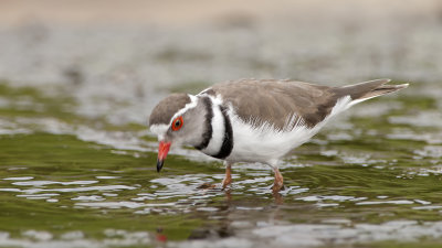 Three-banded Plover / Driebandplevier
