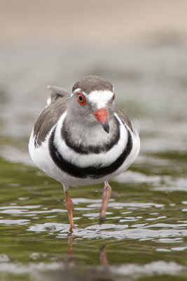 Three-banded Plover / Driebandplevier
