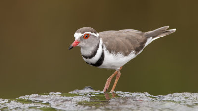 Three-banded Plover / Driebandplevier
