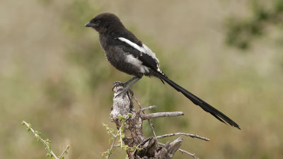 Magpie Shrike / Eksterklauwier
