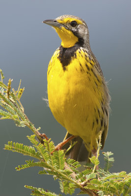 Yellow-throated Longclaw / Geelkeellangklauw