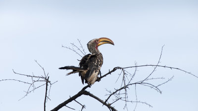 Southern Yellow-billed Hornbill / Zuidelijke Geelsnaveltok