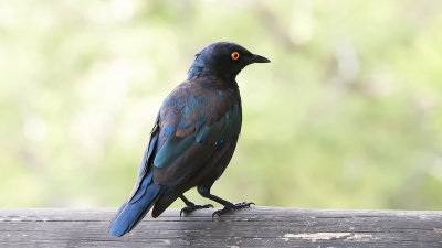 Groenstaartglansspreeuw / Greater blue-eared starlimg