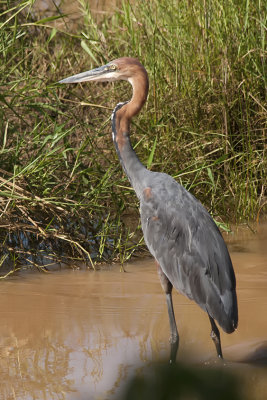 Goliath heron.jpg