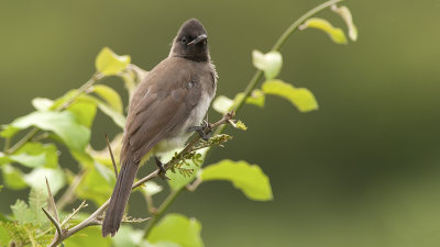 Common Bulbul / Grauwe Buulbuul