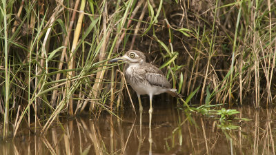 Water Thick-knee / Watergriel