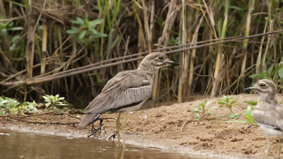 Water Thick-knee / Watergriel
