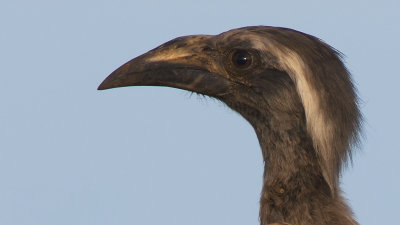 African Grey Hornbill / Grijze Tok