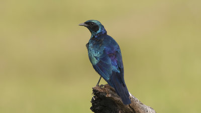 Grote glansspreeuw / Burchell's starling