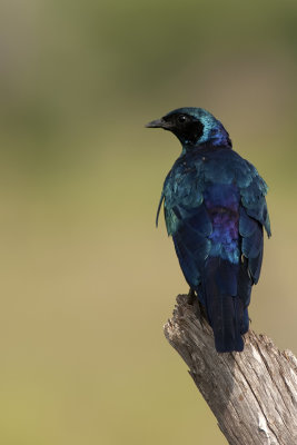 Grote glansspreeuw / Burchell's starling