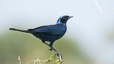 Grote glansspreeuw / Burchell's starling