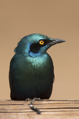 Grote glansspreeuw / Burchell's starling