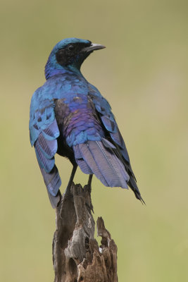Grote glansspreeuw / Burchell's starling