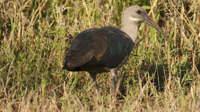 Hadada-ibis 1.jpg