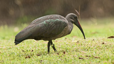 Hadada-ibis 3.jpg