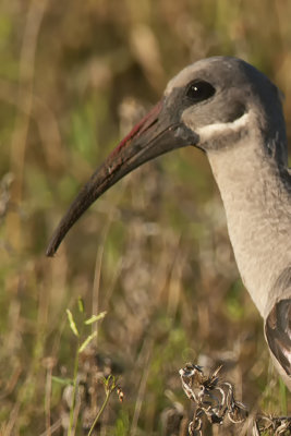Hadada-ibis 2.jpg