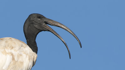Spoonbills and ibises / Lepelaars en ibissen