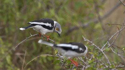 White-crested Helmetshrike / Helmklauwier