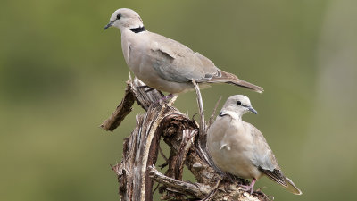 Ring-necked Dove / Kaapse Tortel