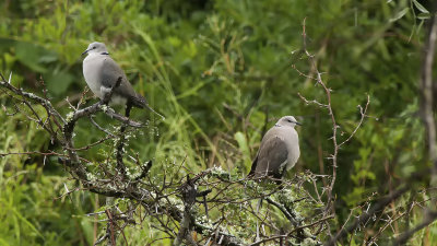 Kaapse tortel / Ring-necked dove