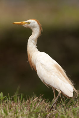 Cattle Egret / Koereiger
