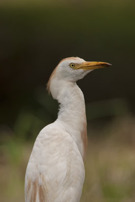 Cattle Egret / Koereiger