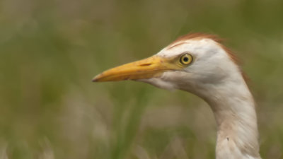 Cattle Egret / Koereiger