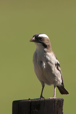 White-browed Sparrow-weaver / Mahali-wever
