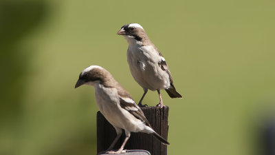 White-browed Sparrow-weaver / Mahali-wever