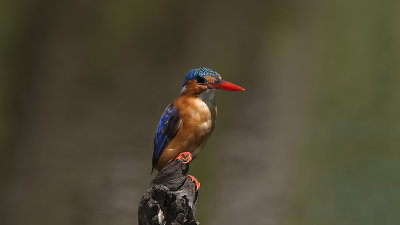 Malachite Kingfisher / Malachite IJsvogel