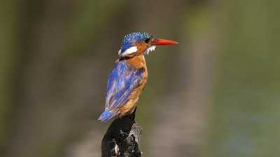 Malachite Kingfisher / Malachite IJsvogel