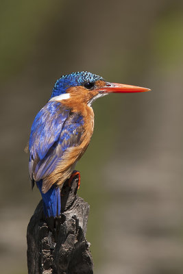 Malachite Kingfisher / Malachite IJsvogel