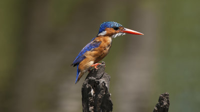 Malachite Kingfisher / Malachite IJsvogel