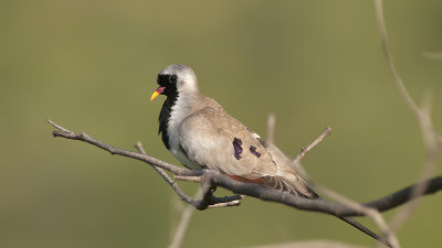 Namaqua Dove / Maskerduif