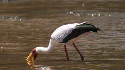 Yellow-billed Stork / Afrikaanse Nimmerzat