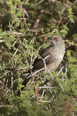 Honeyguides, Bulbuls and Babblers