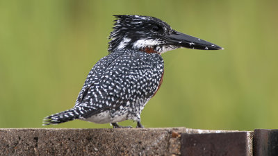 Giant Kingfisher / Afrikaanse Reuzenijsvogel