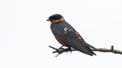 Red-breasted swallow.jpg
