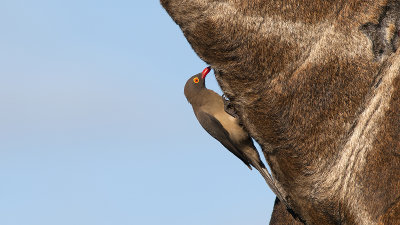 Red-billed Oxpecker / Roodsnavel ossenpikker