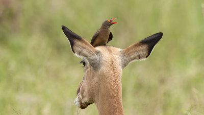 Red-billed oxpecker 8.jpg