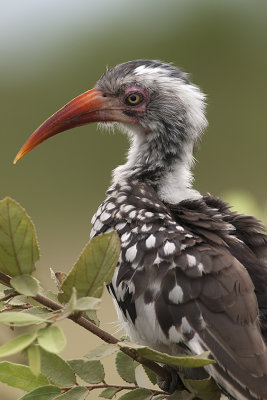 Northern red-billed hornbill 2.jpg