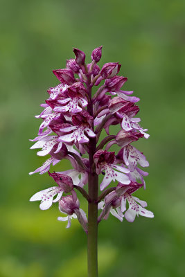 Orchis purpurea / Purper orchis